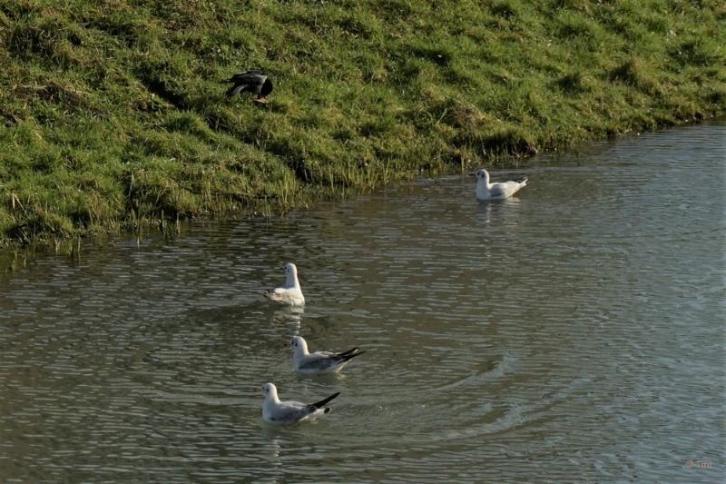 bdvogels18 02.JPG - Vogels 2018